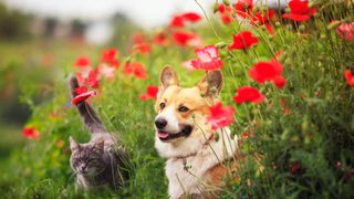 Un spaniol doarme de o săptămână unui adăpost de animale. Omul își vrea înapoi câinii şi pisicile luate de autorităţile române