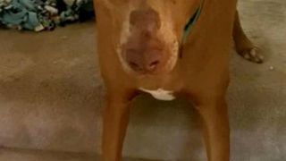 FOTO Înfățișarea unui câine a stârnit amuzament pe rețelele sociale. Cum arată Belle