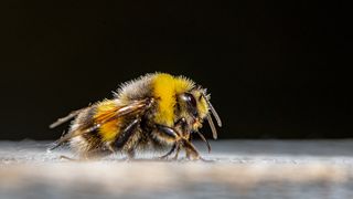 Un bărbat aflat în munții Piatra Craiului a intrat în șoc anafilactic după ce a fost înțepat de o albină