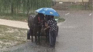 Imaginea zilei vine din Pitești. Un bărbat și-a protejat cu umbrela cei doi cai de ploaie 