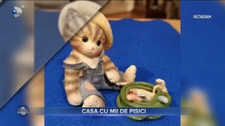 Casa cu mii de pisici