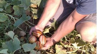 Mini-pepenii verzi de dimensiunea unui ruj: &bdquo;&Icirc;ncap &icirc;n geanta de seară a unei femei!"