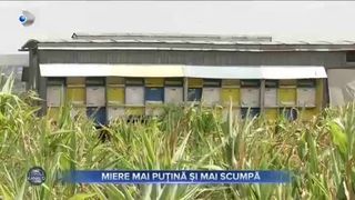Seceta reduce producția de miere