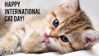 Ziua Internaţională a Pisicii 2022: Cele mai simpatice mesaje pentru 8 august