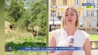 S-au trezit cu zimbrii în gospodării