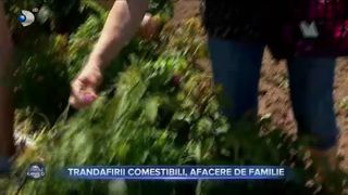 Trandafirii comestibili, afacere de familie