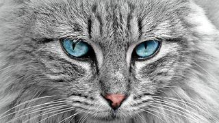  lucruri interesante pisici