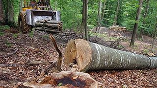  Un bărbat din Argeș a fost ucis de copacul pe care încerca să îl doboare