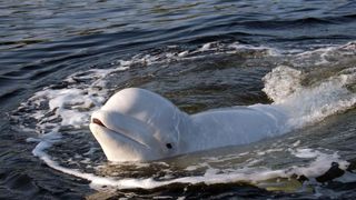O balenă a fost văzută în apele râului Sena, din Paris. Nimeni nu înţelege cum a ajuns specimenul beluga în Franţa
