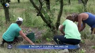 A &icirc;nceput culesul prunelor