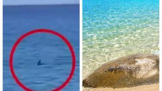 Rechinii le dau târcoale turiștilor. Un rechin de aproape 3 metri înota aproape de țărmul unei insule din Grecia