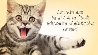 Moduri drăguțe prin care îi poți spune „Te iubesc” pisicii tale