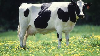 50 de vaci au murit pe un câmp din cauza intoxicației cu sorg