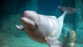 Ultima încercare de a salva balena beluga din Sena înainte să moară de foame