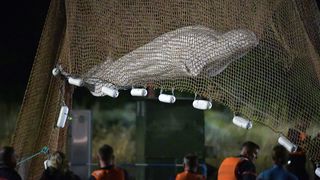 Balena rătăcită pe Sena a murit. Cum a ajuns acolo mamiferul