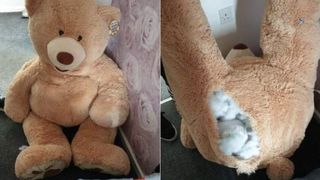 Un tânăr căutat pentru furt a fost găsit într-un urs de pluș