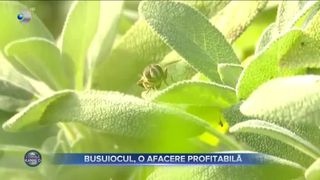 Busuiocul, o afacere prosperă
