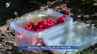 Sezonul fructelor de pădure