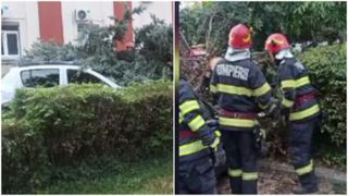 Mai multe mașini au fost avariate de un brad prăbușit din senin