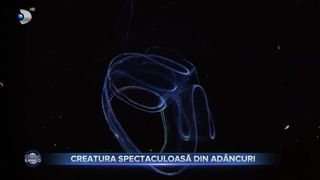 Creatura spectaculoasă din adâncuri