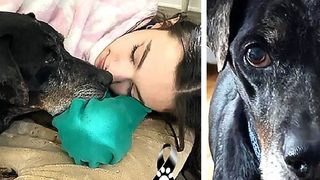 Un animal de companie este suspectat că a luat variola maimuței de la stăpânii săi