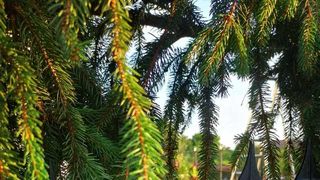 Un bărbat din Vâlcea a fost la un pas de o tragedie: a suferit o hemoragie masivă în timp ce își împodobea poarta pentru nuntă