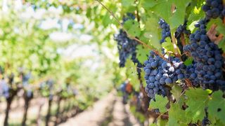 Cinci curiozități despre struguri, fructul vedetă al toamnei