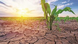 Secetă în peste 400 de mii de hectare. Care sunt județele afectate 