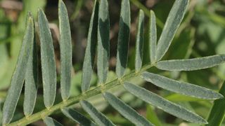 Astragalus – calități curative și terapii adjuvante