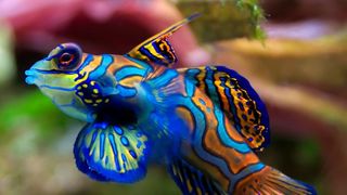 Ce înseamnă când visezi pești?