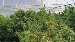 O cultură de canabis întinsă pe șase hectare a fost descoperită în Bihor