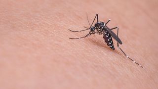 Un bărbat din Iași a fost infectat cu virusul West Nile