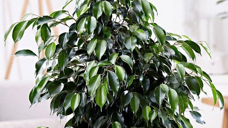 îngrijire ficus apartament