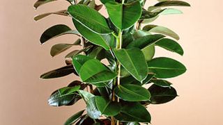 Ficusul. Secretele uneia dintre cele mai iubite plante de apartament. Cum se îngrijește corect?