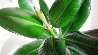 &icirc;ngrijire ficus apartament