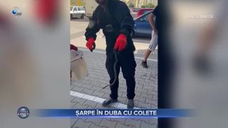 Sarpe in duba cu colete