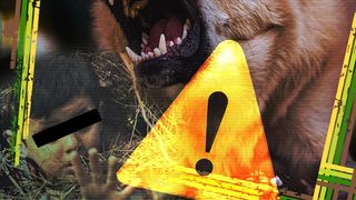 VIDEO | Copil de 3 ani, mușcat de față de câinele familiei