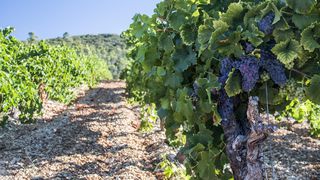 VIDEO | Viticultorii se așteaptă la o producție mai bună decât în alți ani, însă din care va rezulta mai puțin must