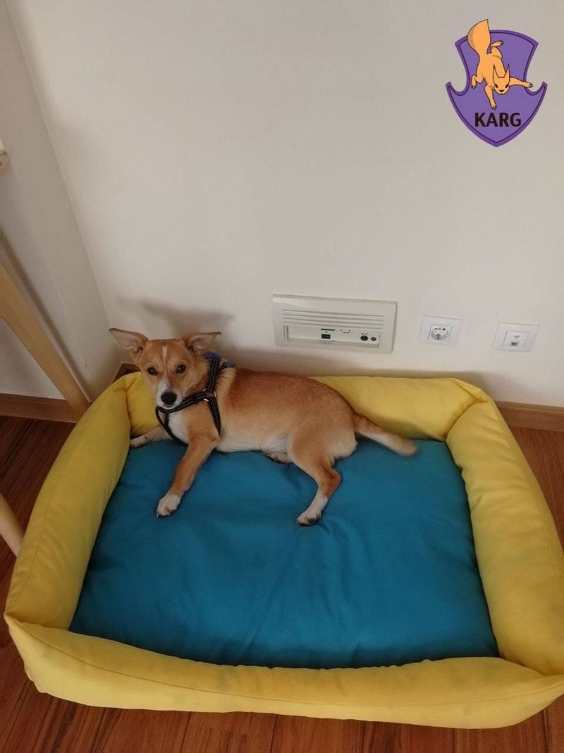 irpin ucraina portugalia