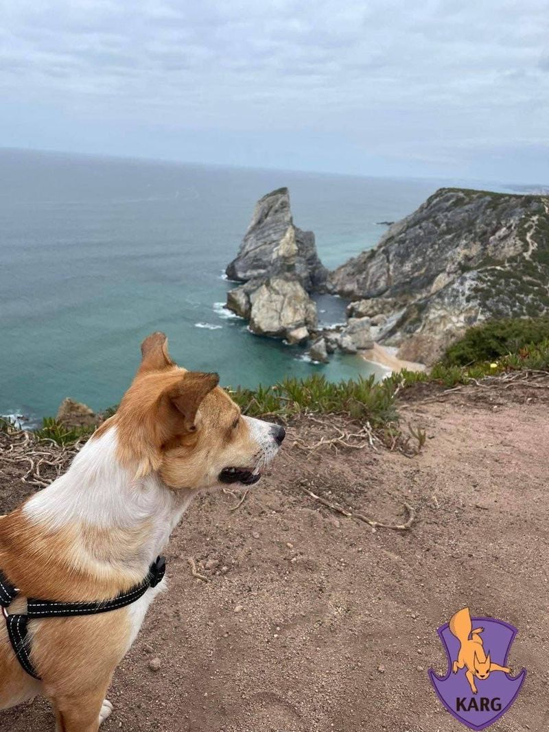 irpin razboi ucraina