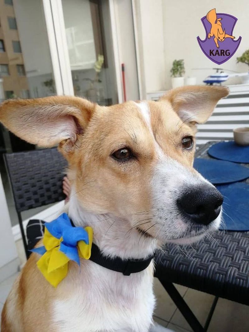 irpin ucraina portugalia