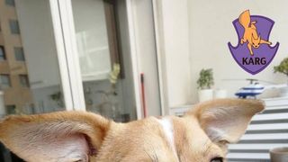 irpin ucraina portugalia