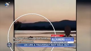 Un urs a traversat &icirc;not r&acirc;ul Olt
