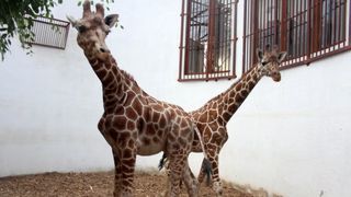 VIDEO: Primele girafe din România au ajuns la Zoo în Târgu Mureș. Imagini unice cu Pumpkin și Kamala
