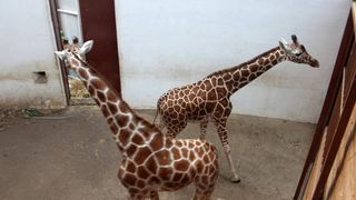 Primele girafe din Rom&acirc;nia au ajuns la Zoo &icirc;n T&acirc;rgu Mureș. Imagini unice cu Pumpkin și Kamala