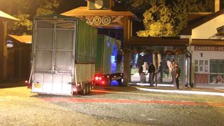 Primele girafe din Rom&acirc;nia au ajuns la Zoo &icirc;n T&acirc;rgu Mureș. Imagini unice cu Pumpkin și Kamala