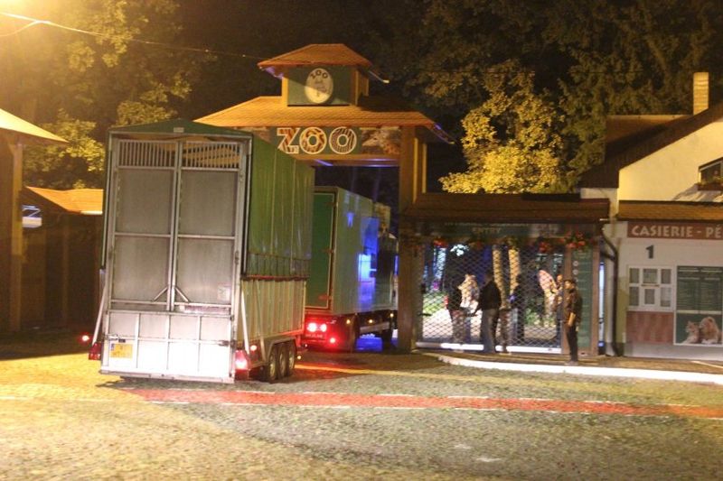 Primele girafe din România au ajuns la Zoo în Târgu Mureș. Imagini unice cu Pumpkin și Kamala