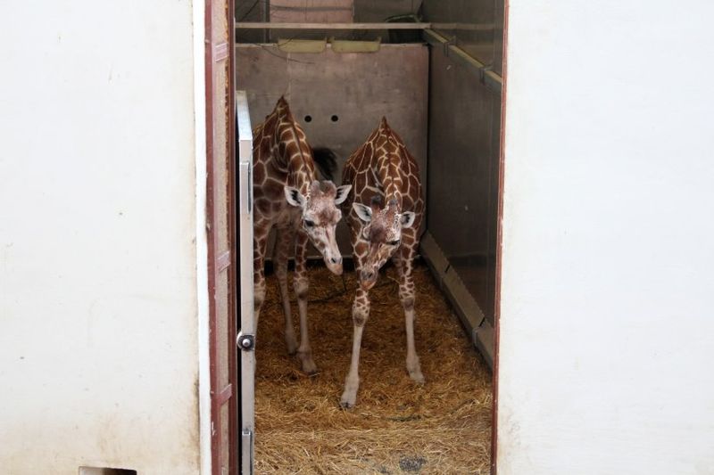 Primele girafe din România au ajuns la Zoo în Târgu Mureș. Imagini unice cu Pumpkin și Kamala