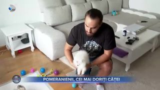 Pomeranienii, cei mai doriți căței