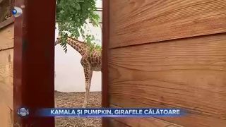 Kamala și Pumpkin, girafele călătoare